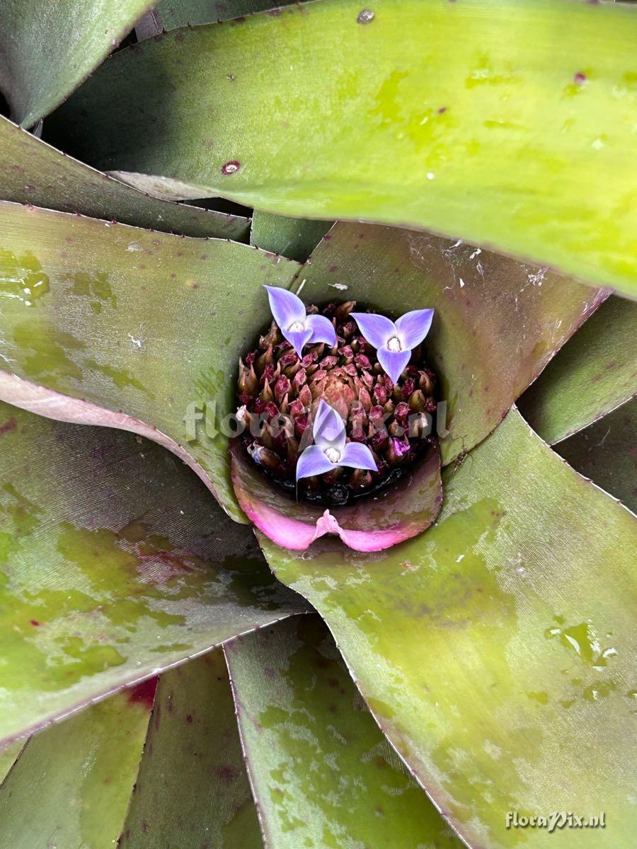 Neoregelia spectabilis