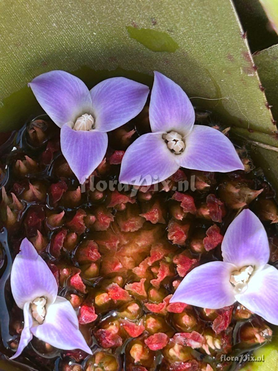 Neoregelia spectabilis