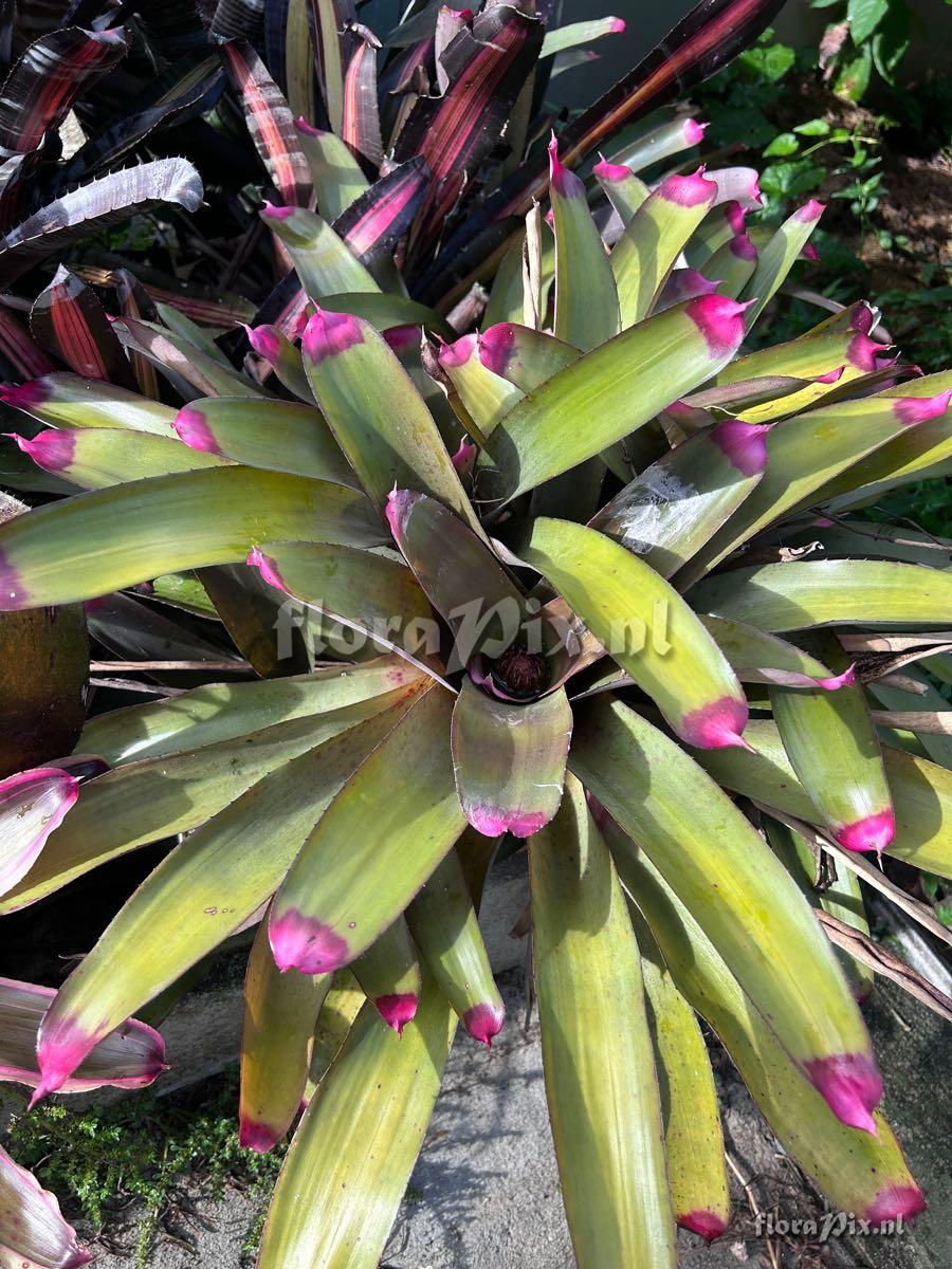 Neoregelia spectabilis
