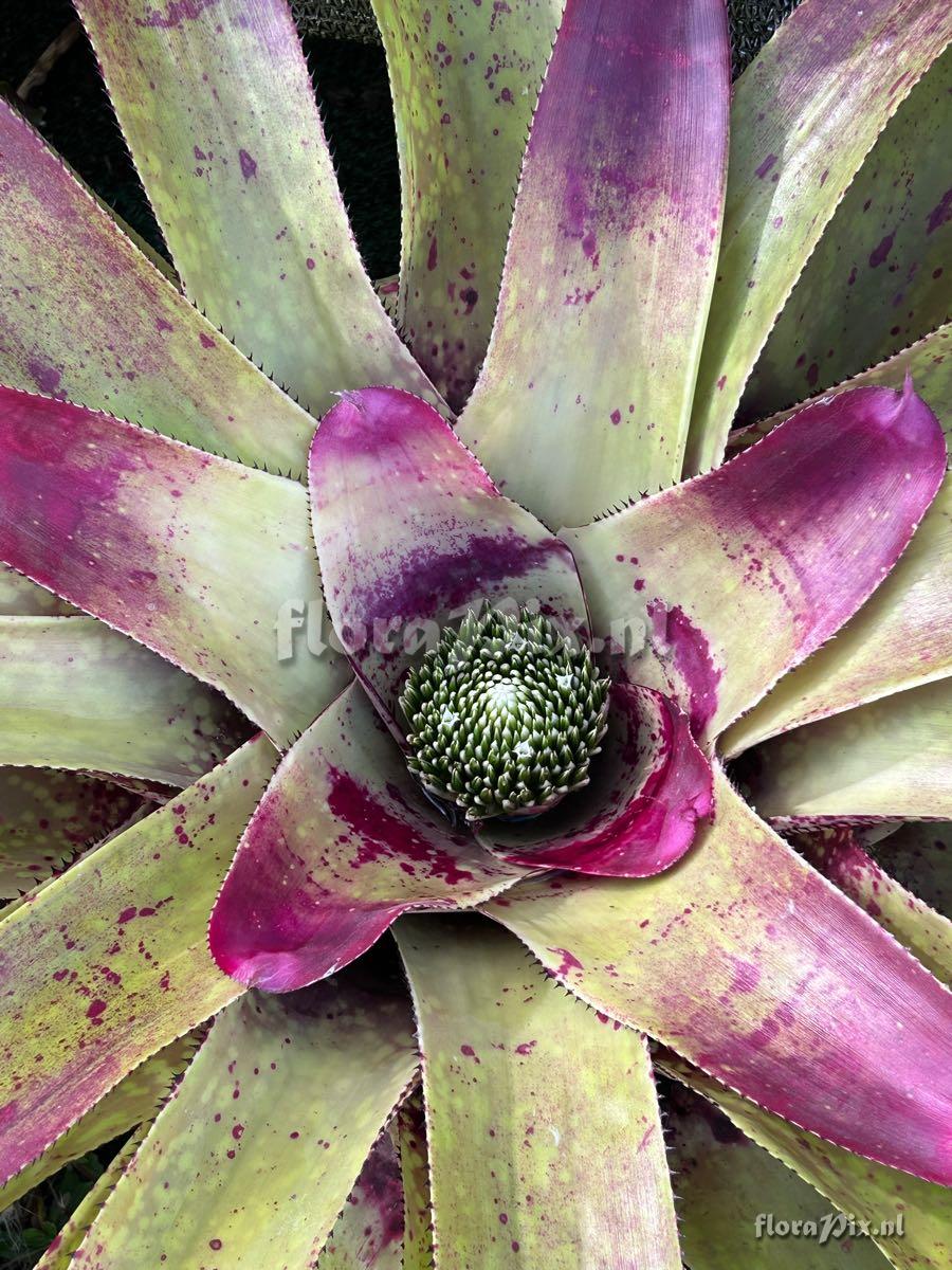Neoregelia correia-araujoi x