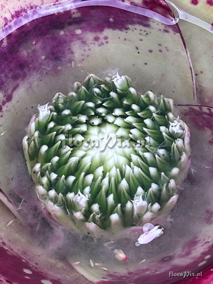 Neoregelia correia-araujoi x