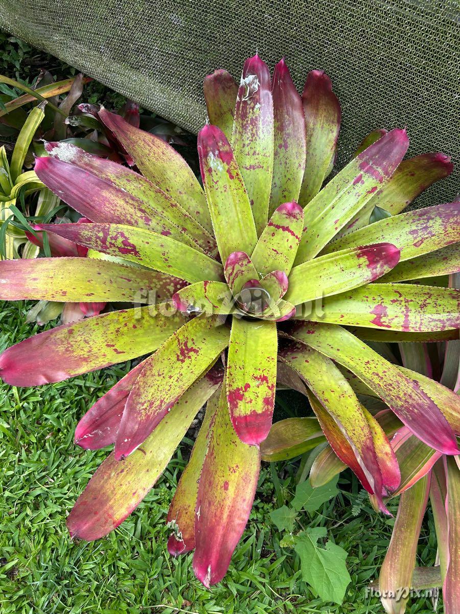 Neoregelia correia-araujoi x