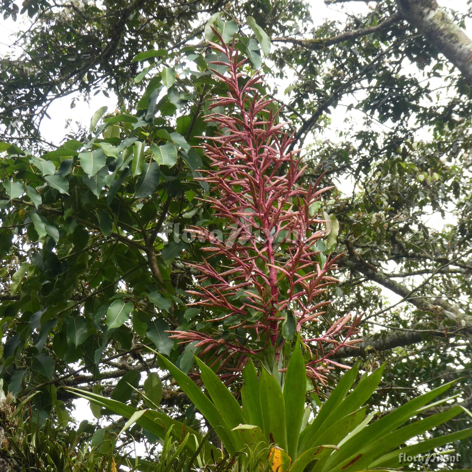 Tillandsia oxapampae
