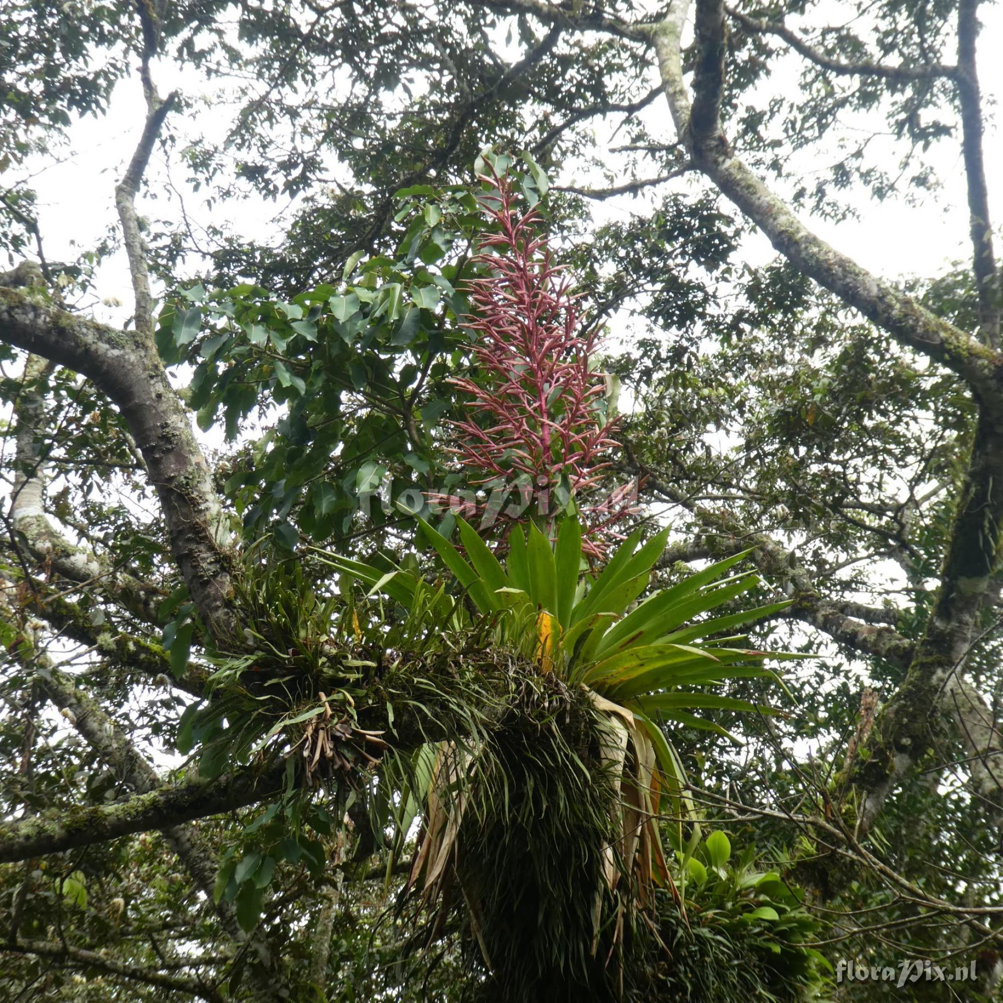 Tillandsia oxapampae