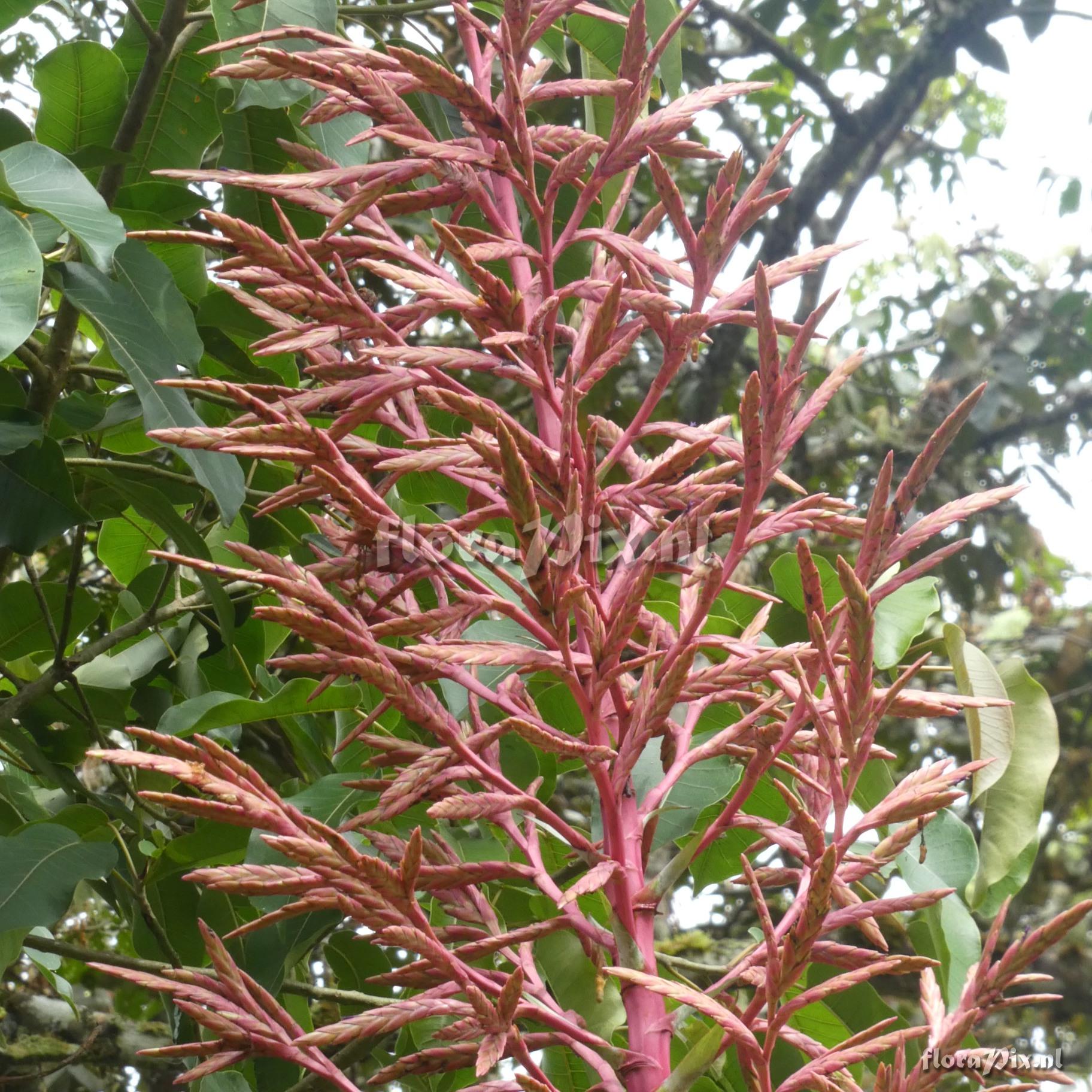 Tillandsia oxapampae