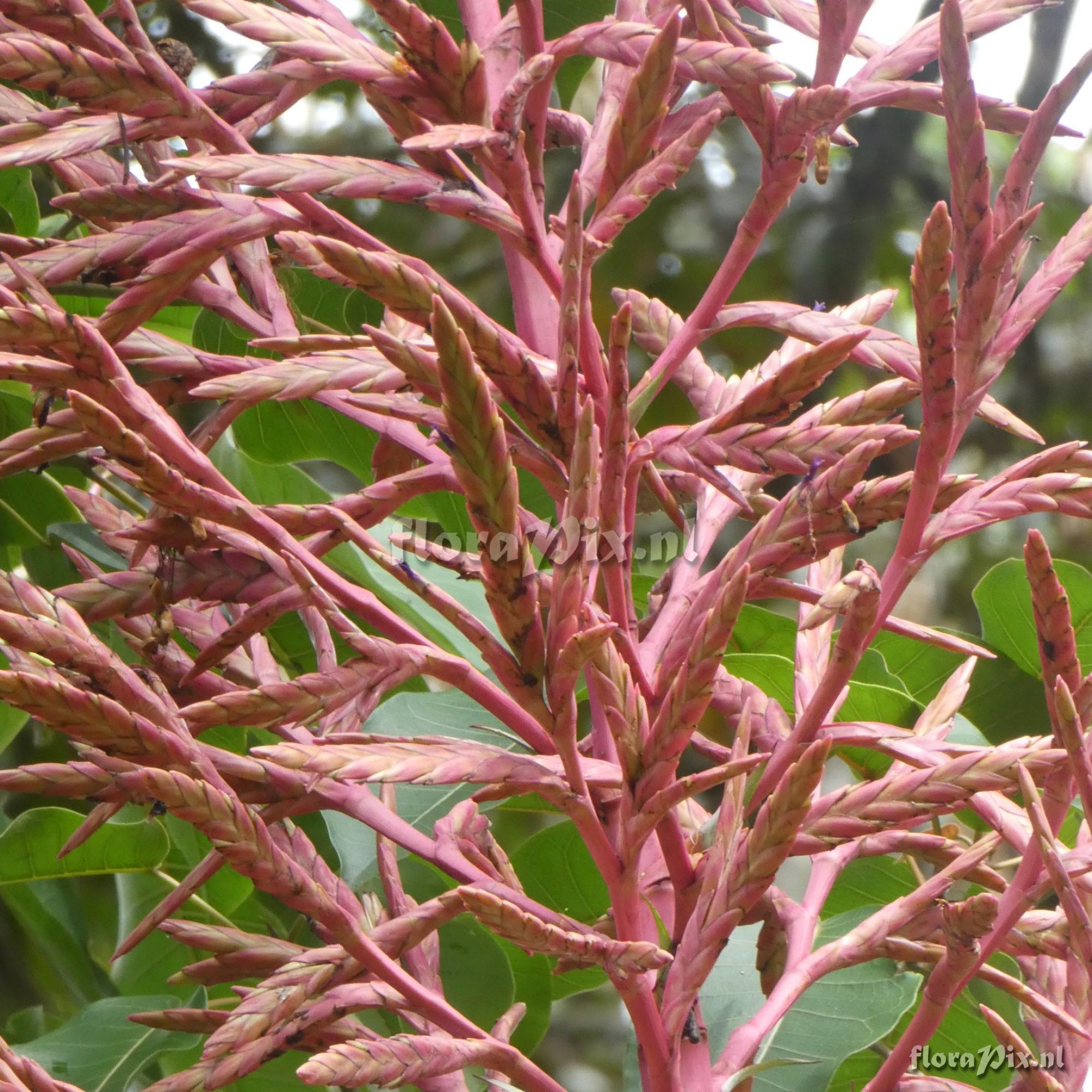 Tillandsia oxapampae