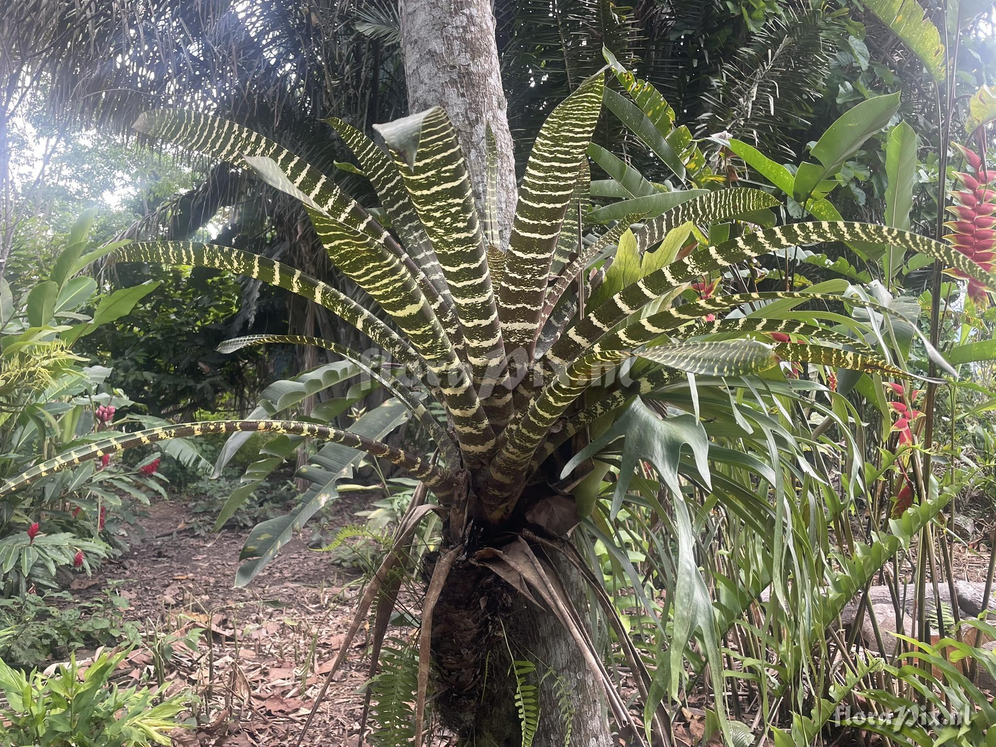 Guzmania vonbismarckii