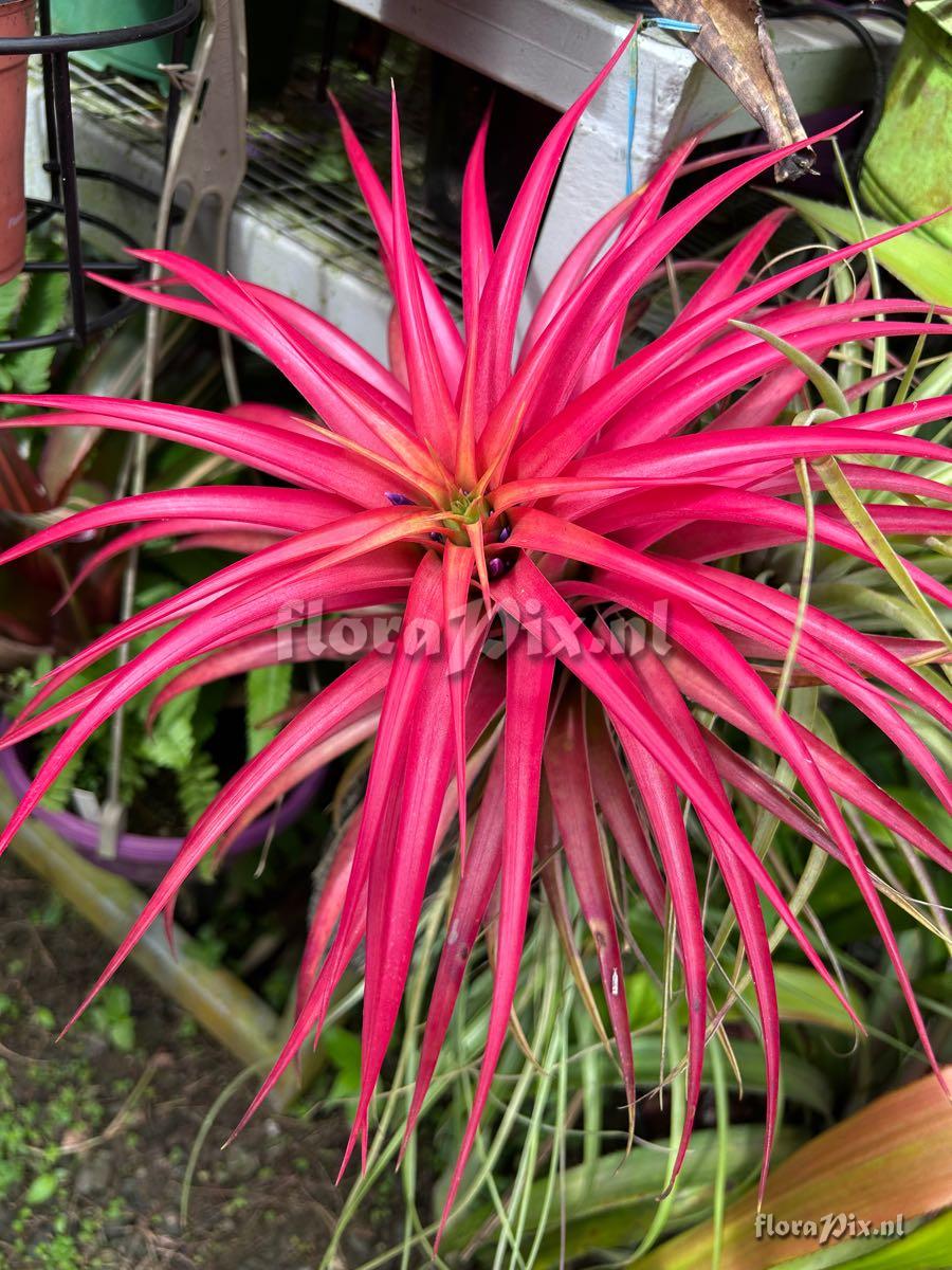 Tillandsia brachycaulos