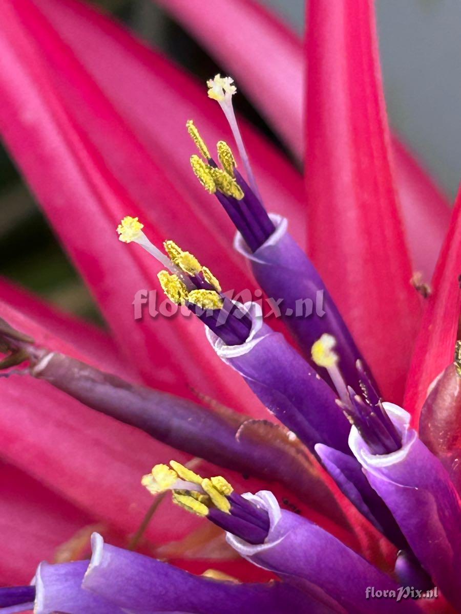 Tillandsia brachycaulos