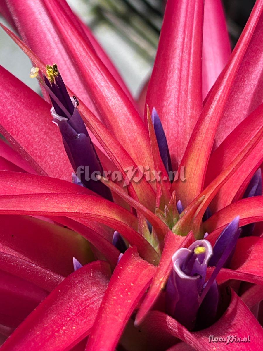 Tillandsia brachycaulos