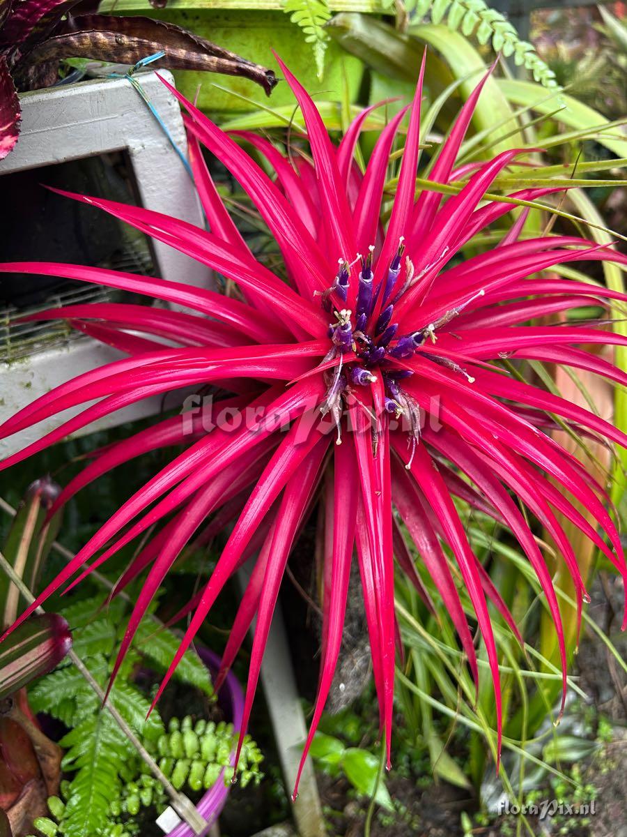Tillandsia brachycaulos