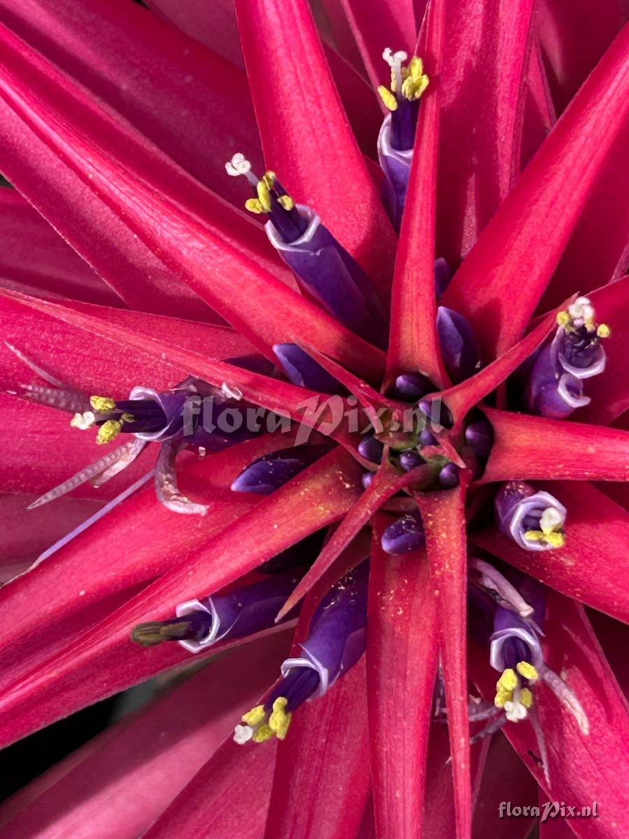 Tillandsia brachycaulos