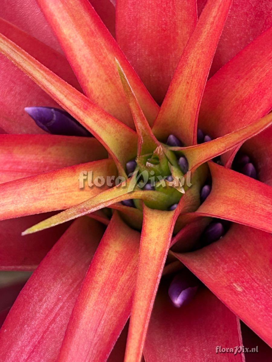 Tillandsia brachycaulos