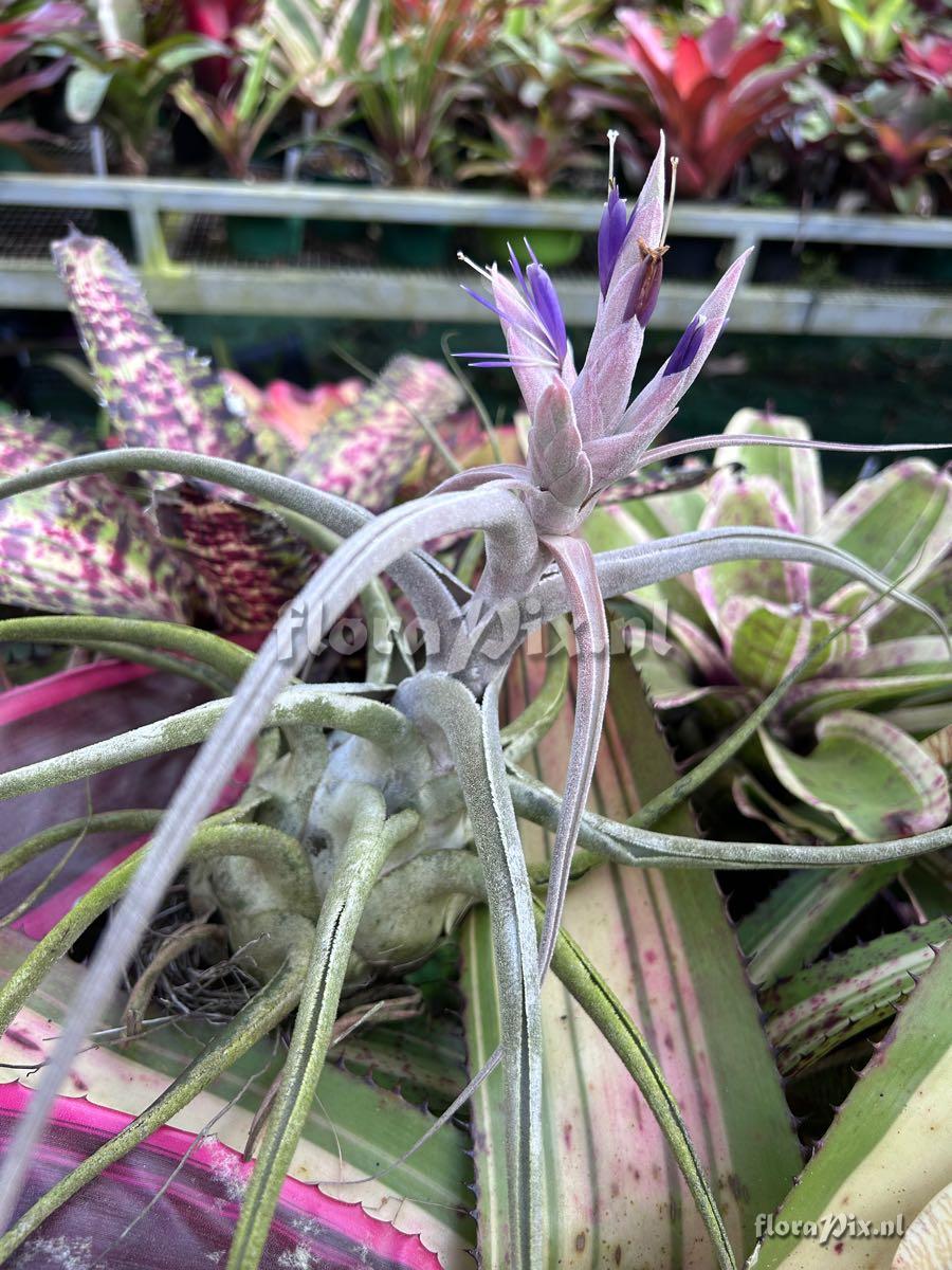Tillandsia ehlersiana