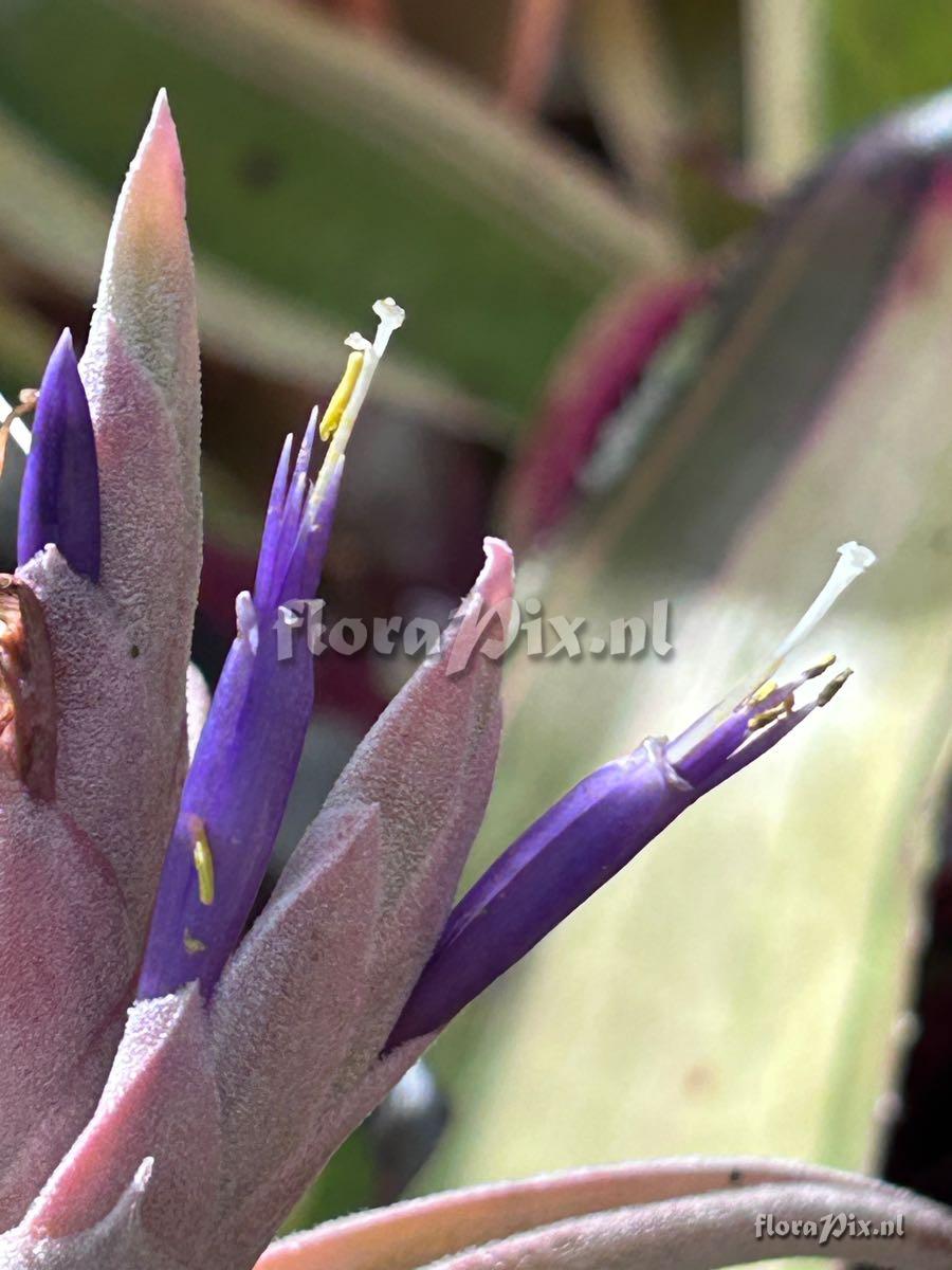 Tillandsia ehlersiana