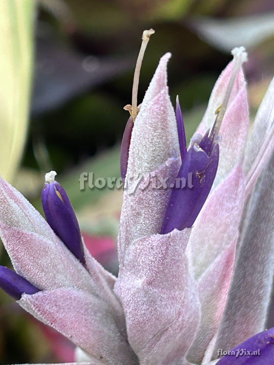 Tillandsia ehlersiana