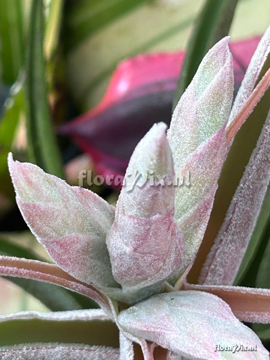 Tillandsia ehlersiana
