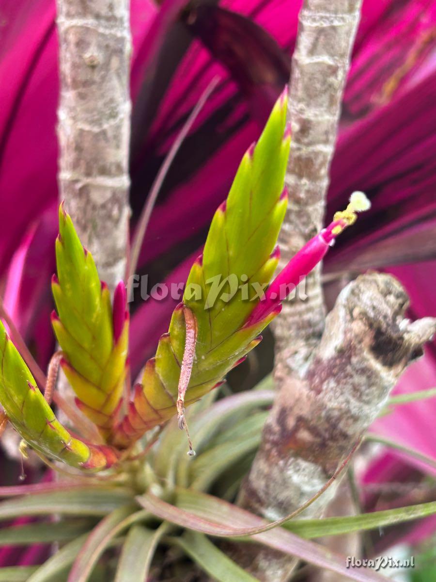 Tillandsia concolor