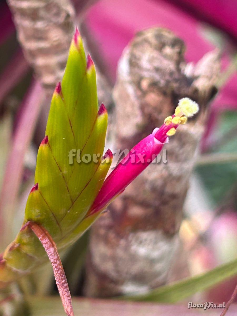 Tillandsia concolor