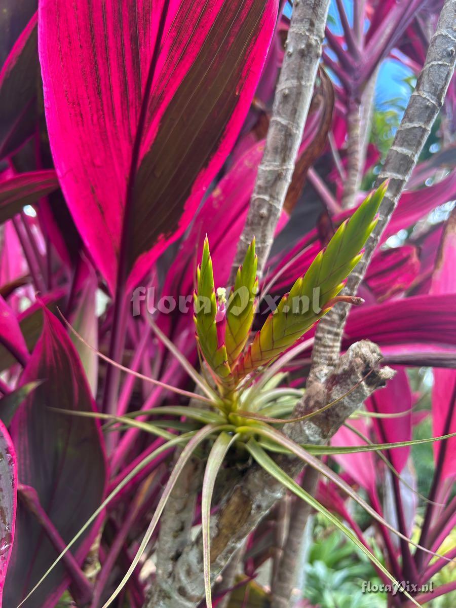 Tillandsia concolor