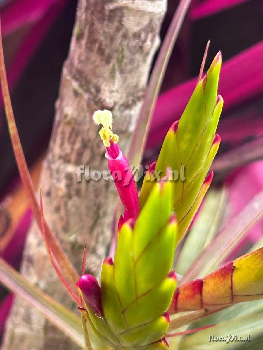 Tillandsia concolor
