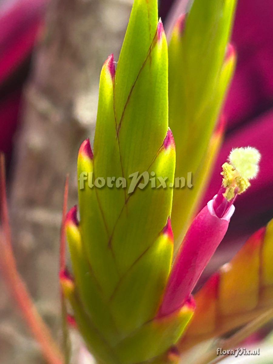 Tillandsia concolor