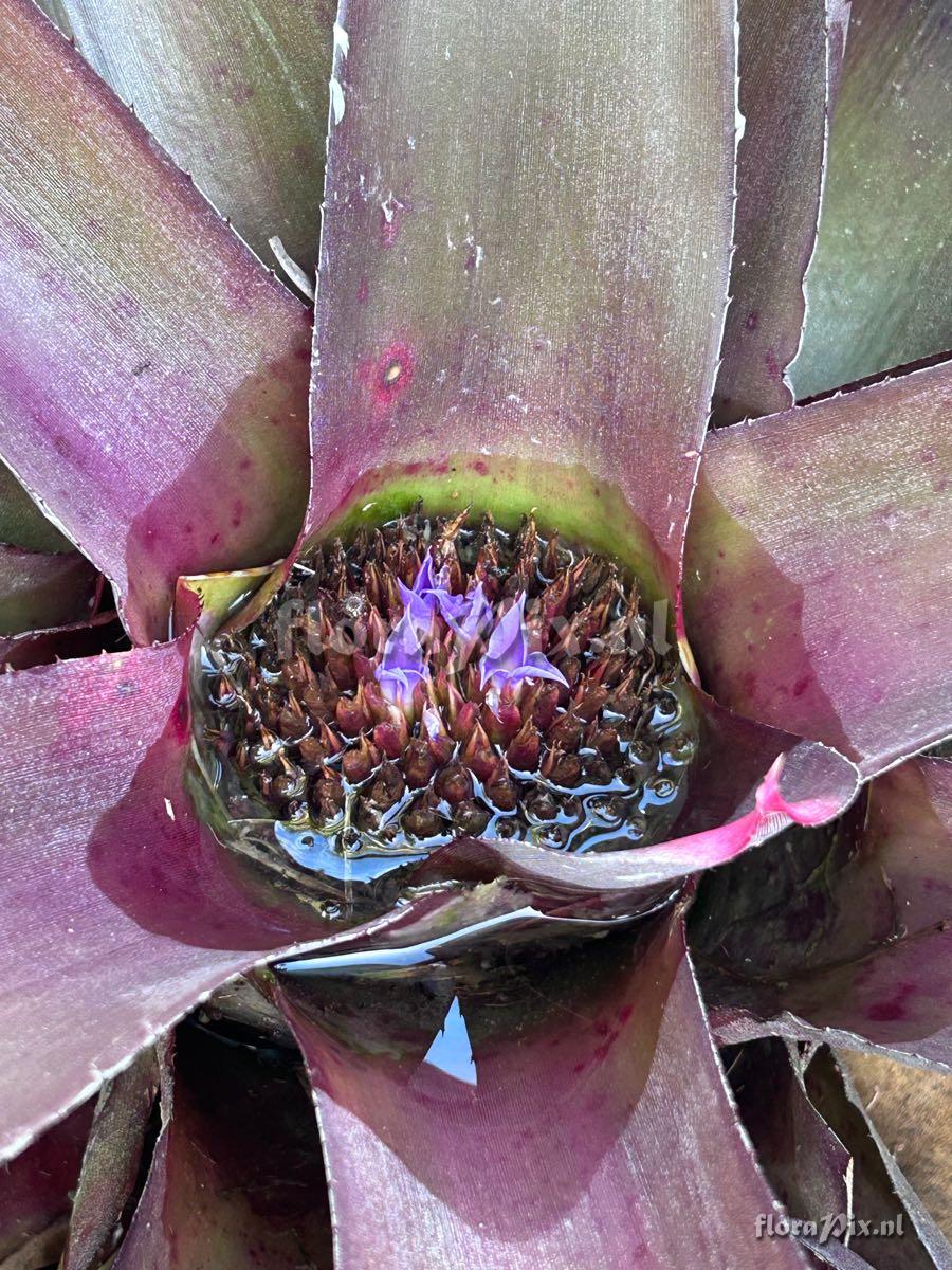 Neoregelia spectabilis