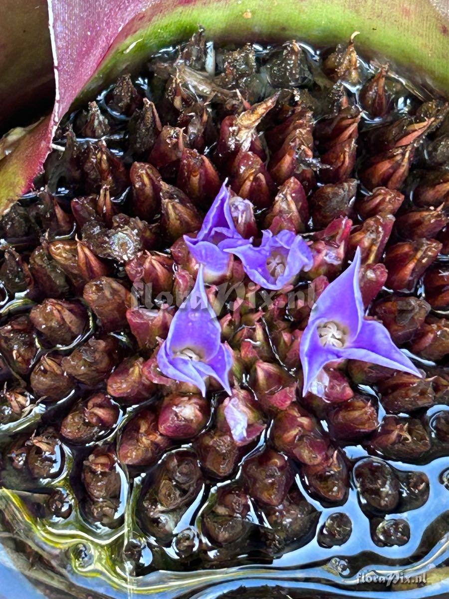 Neoregelia spectabilis