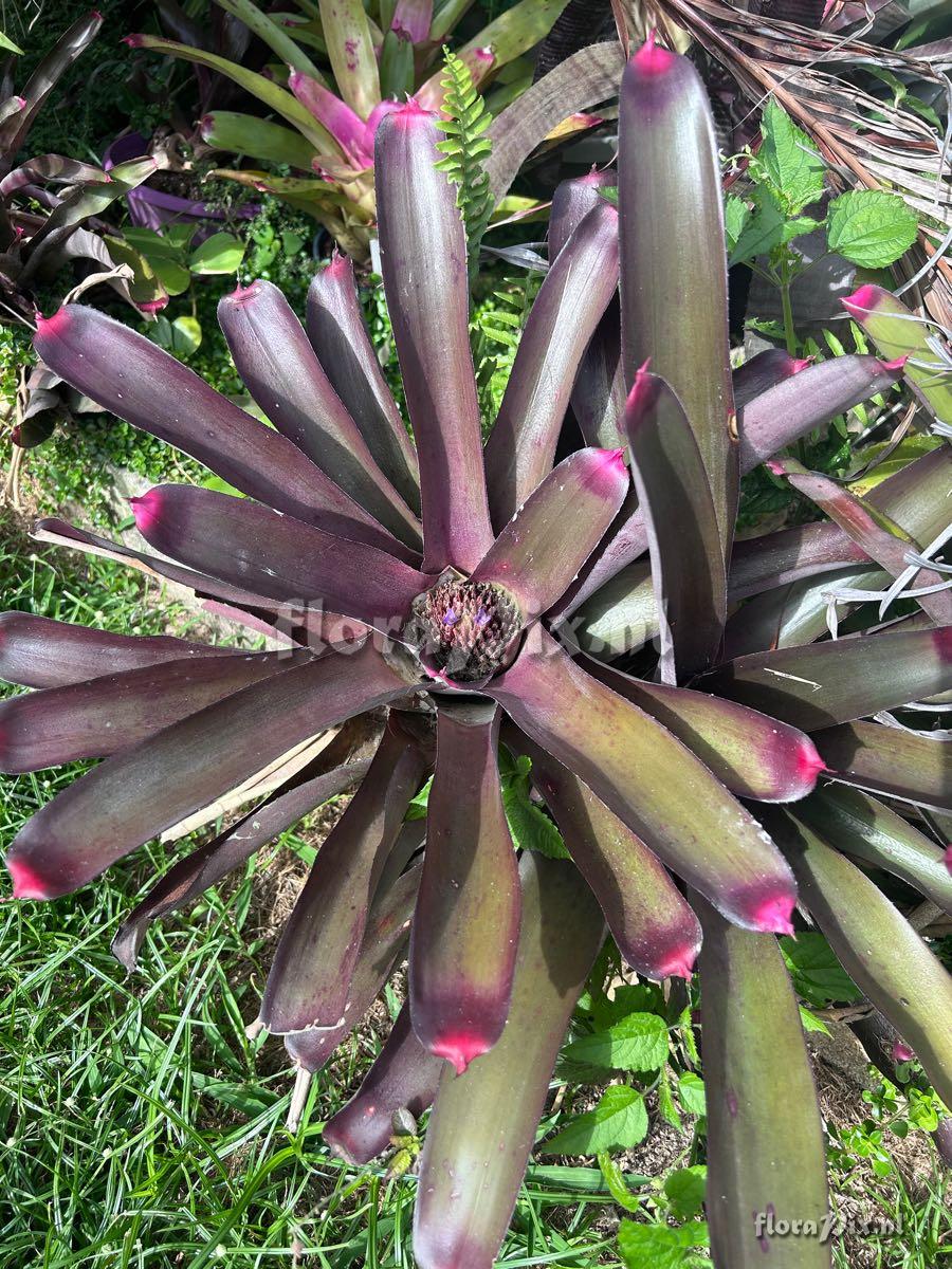 Neoregelia spectabilis