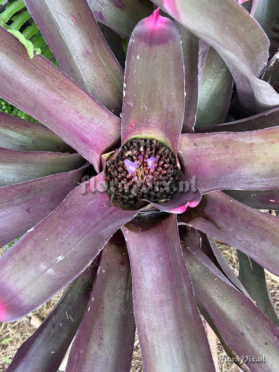 Neoregelia spectabilis