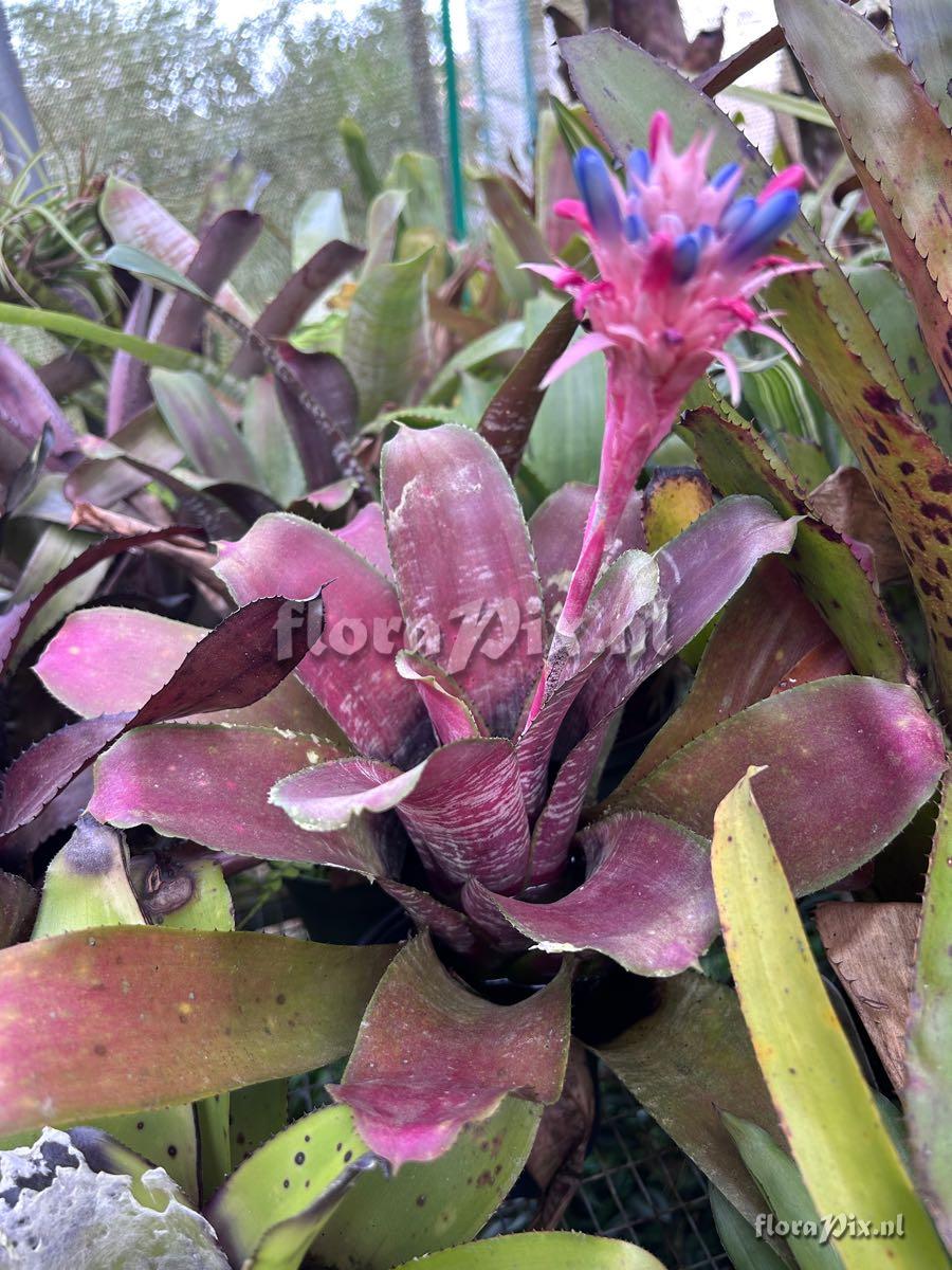 Aechmea fasciata var. purpurea