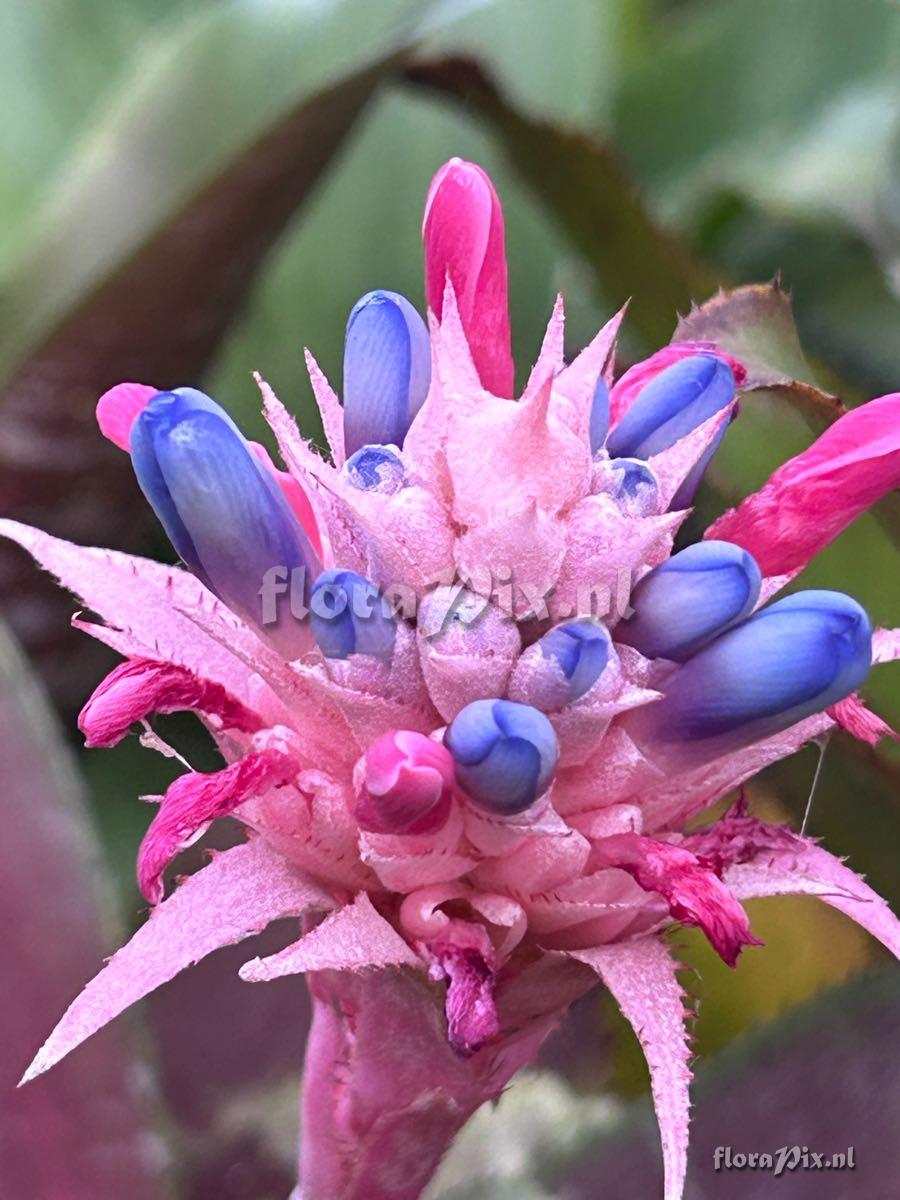 Aechmea fasciata var. purpurea