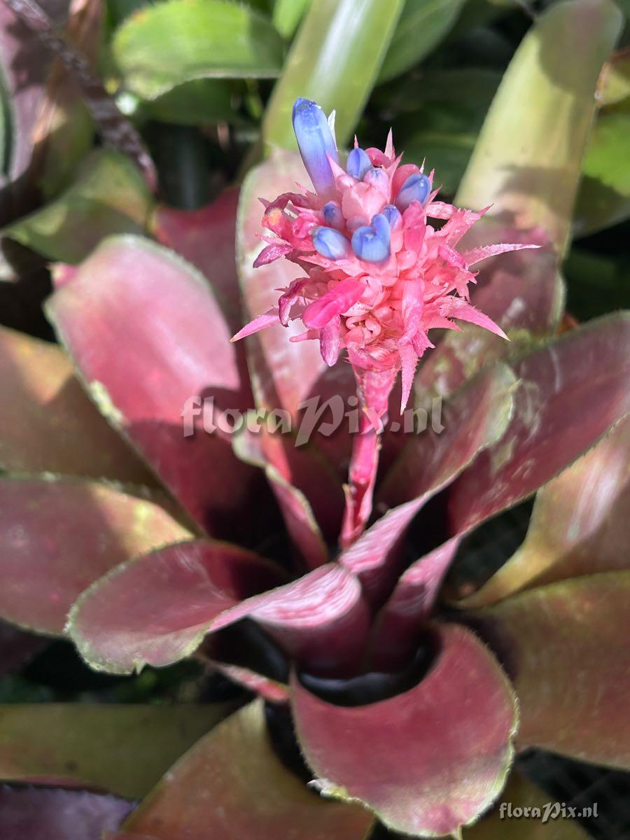 Aechmea fasciata var. purpurea