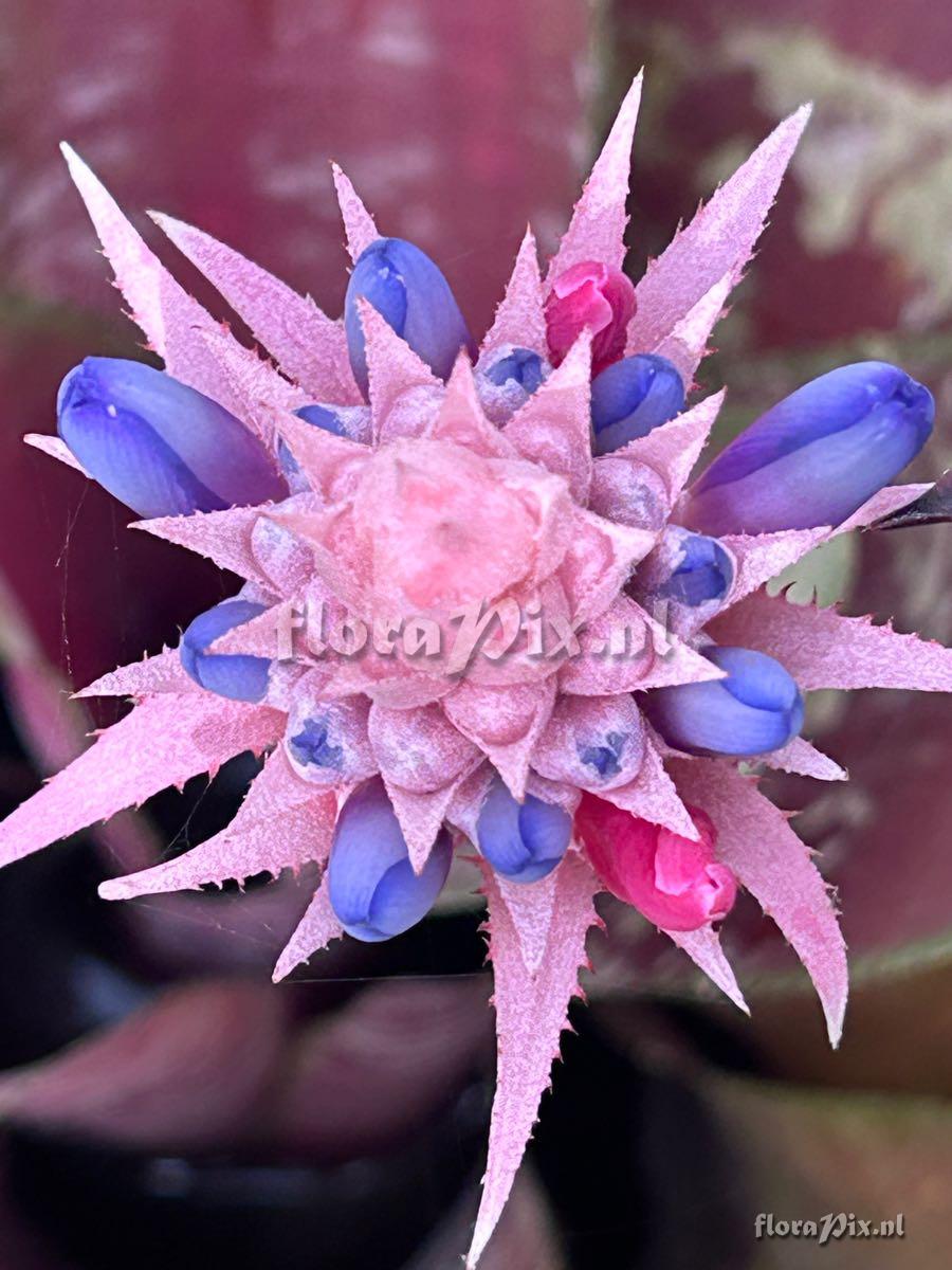 Aechmea fasciata var. purpurea