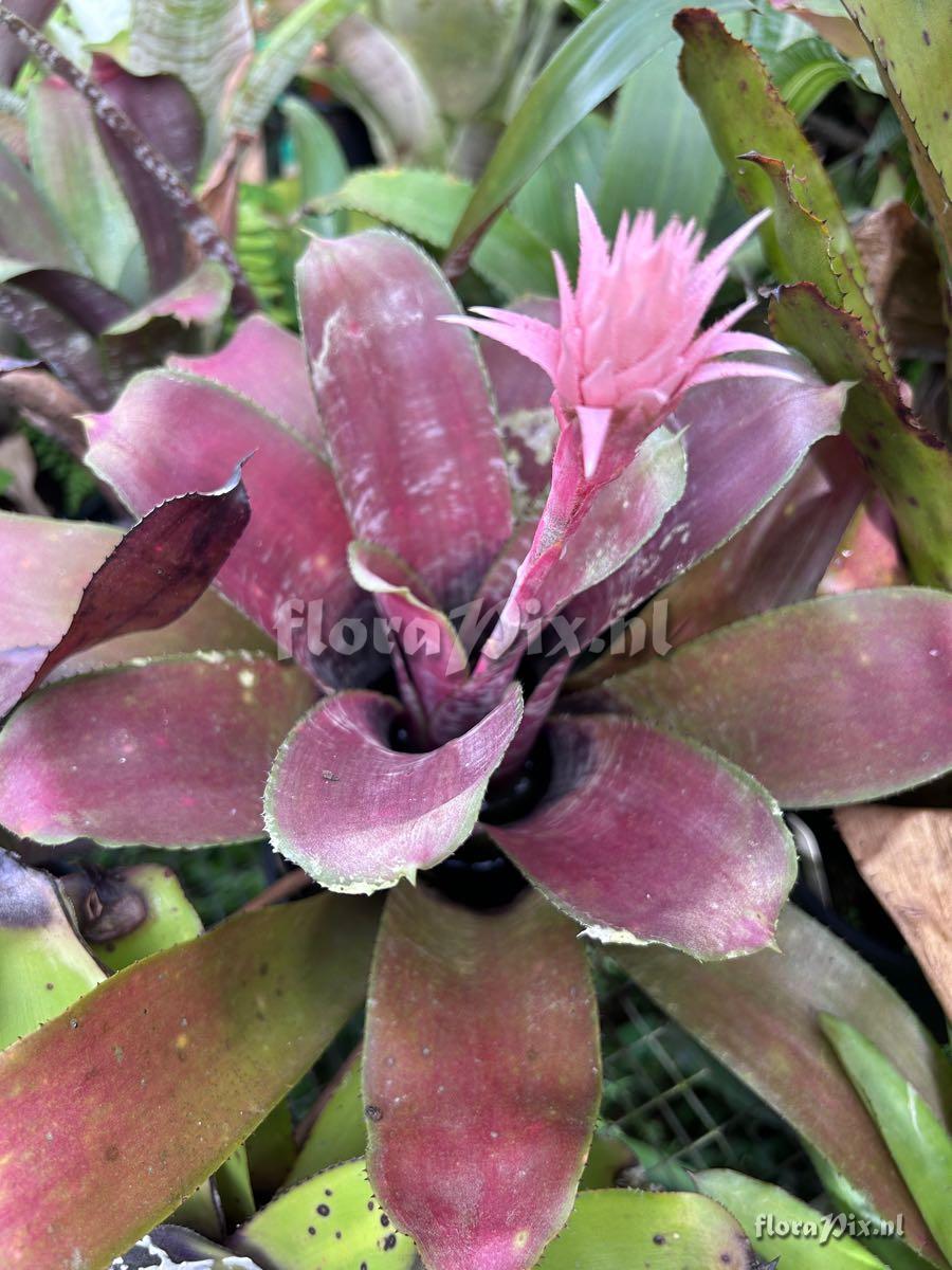 Aechmea fasciata var. purpurea