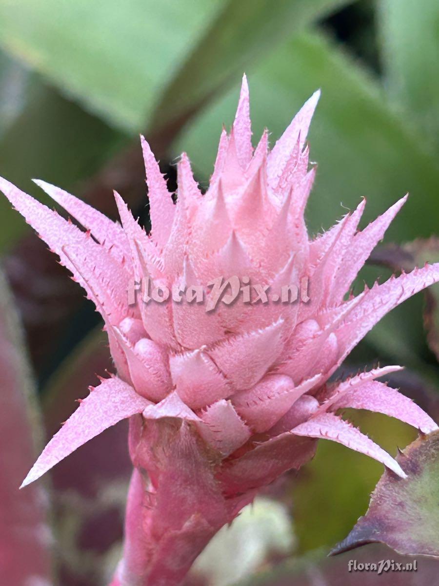 Aechmea fasciata var. purpurea