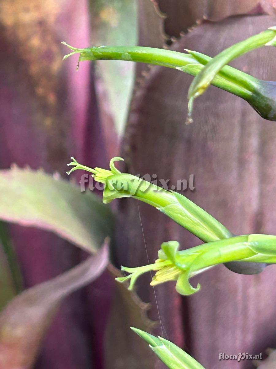 Billbergia viridiflora