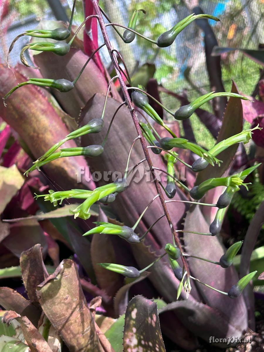 Billbergia viridiflora