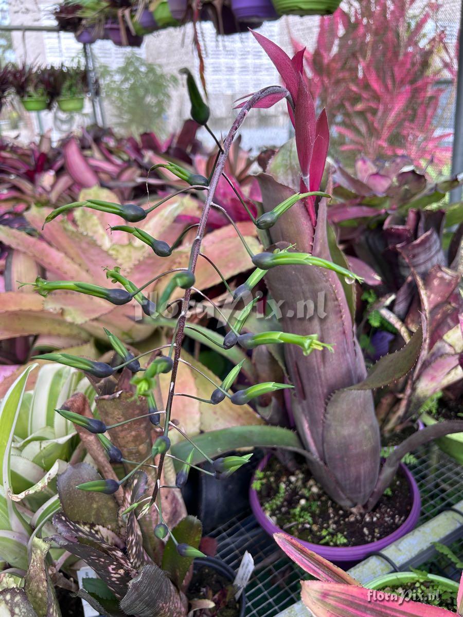 Billbergia viridiflora