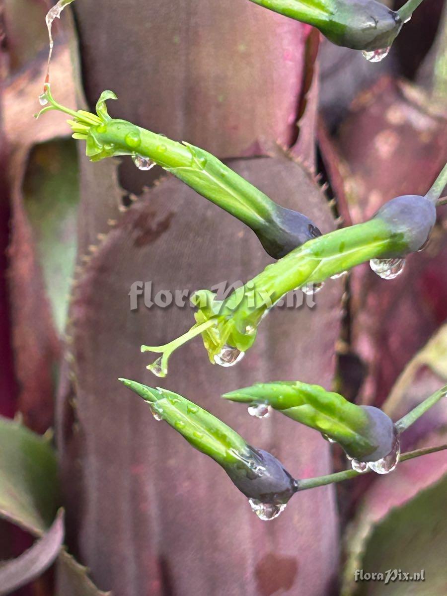 Billbergia viridiflora