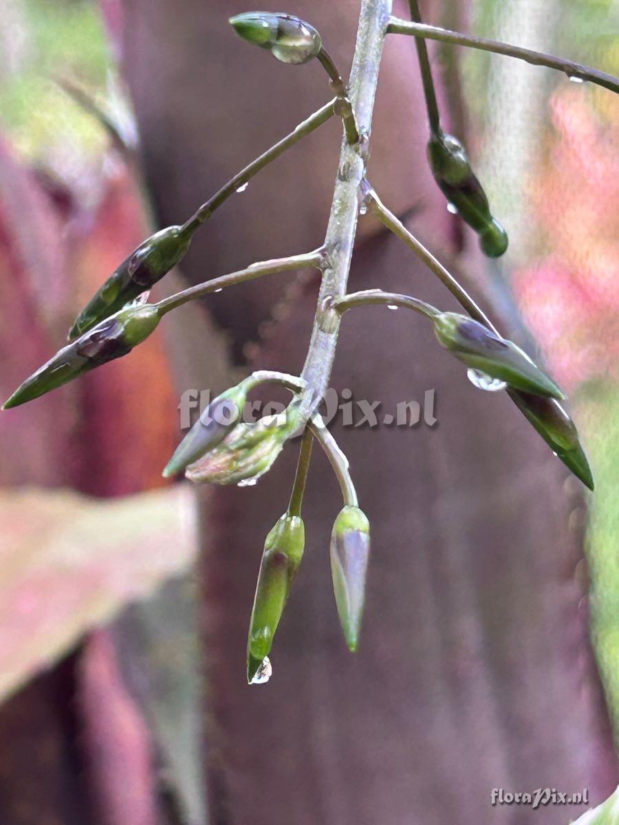 Billbergia viridiflora