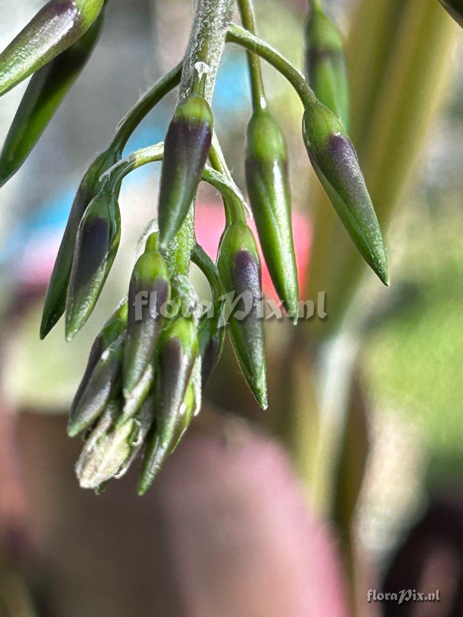 Billbergia viridiflora