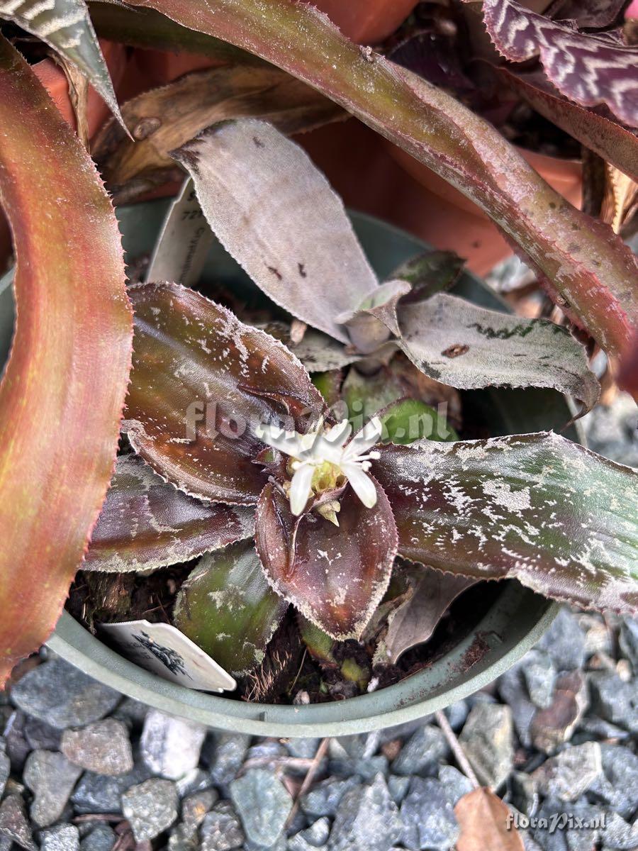 Cryptanthus argyrophyllus