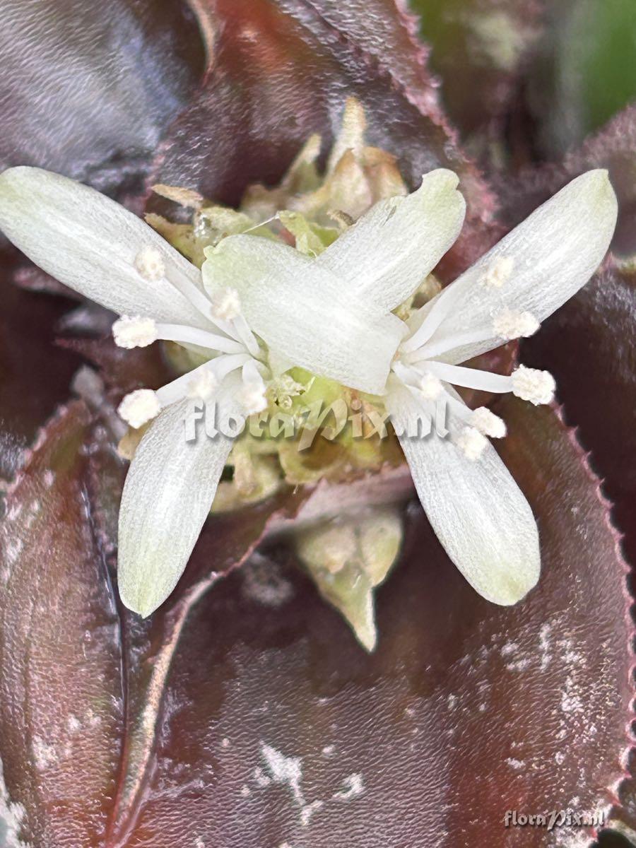 Cryptanthus argyrophyllus