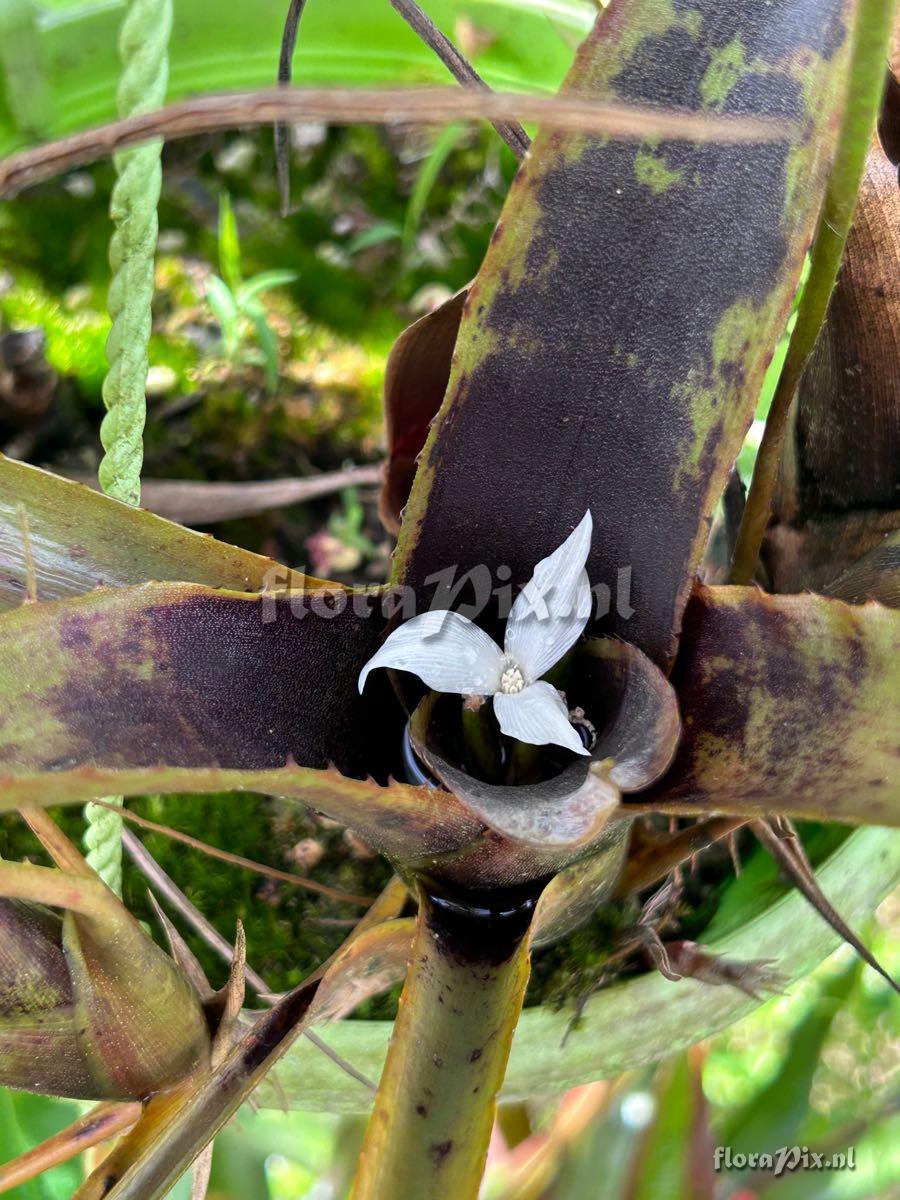 Neoregelia wilsoniana