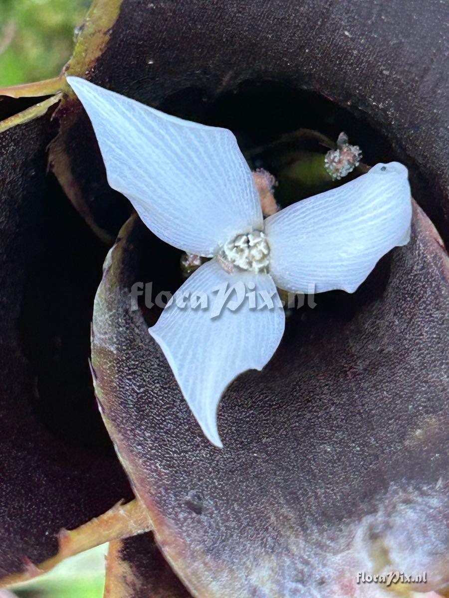 Neoregelia wilsoniana