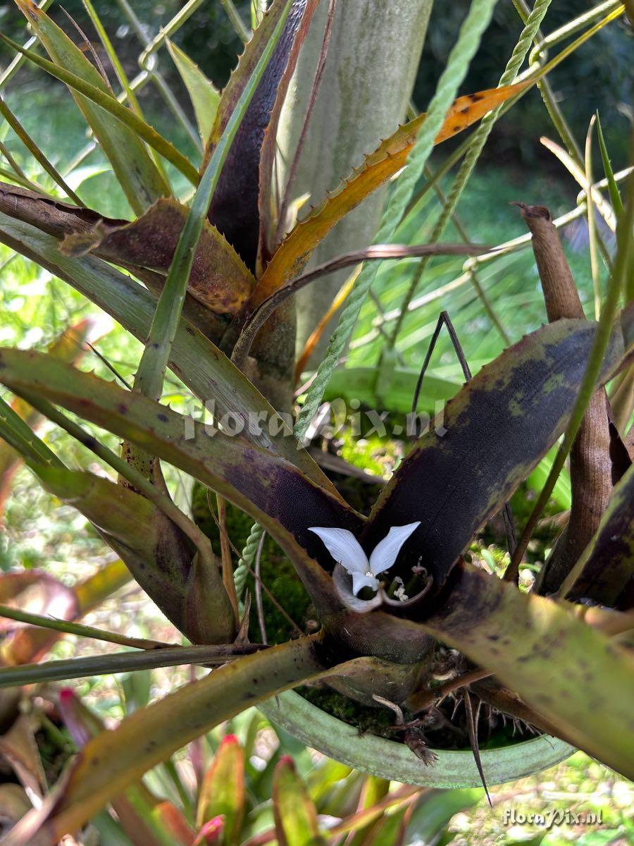 Neoregelia wilsoniana