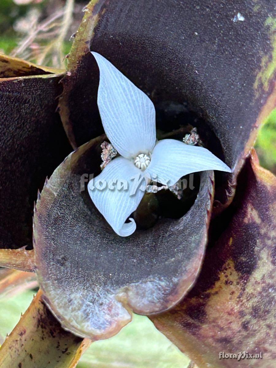 Neoregelia wilsoniana