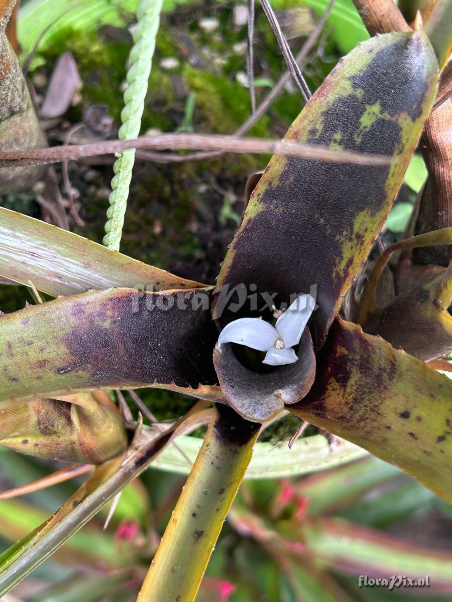 Neoregelia wilsoniana