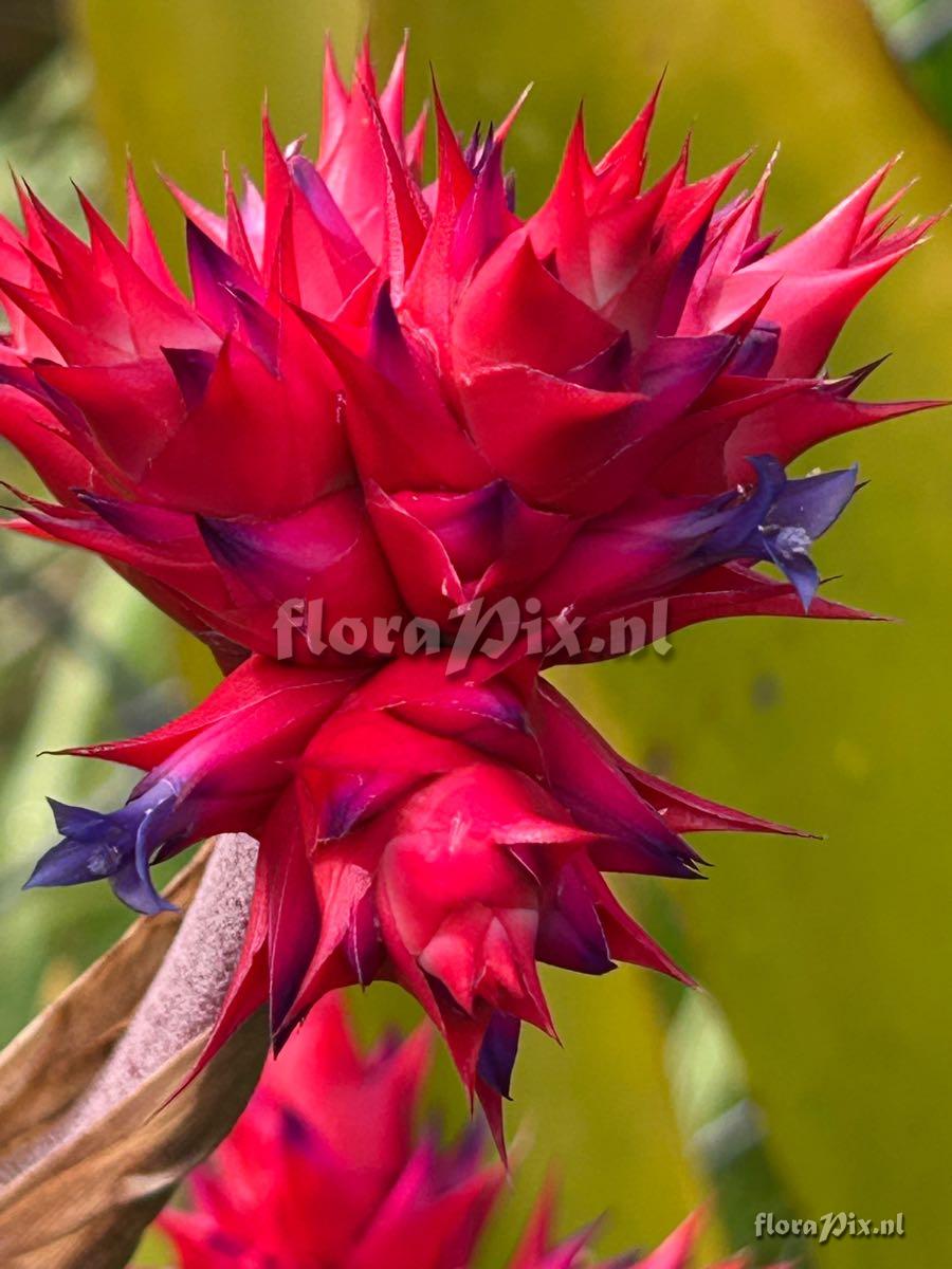 Hohenbergia stellata